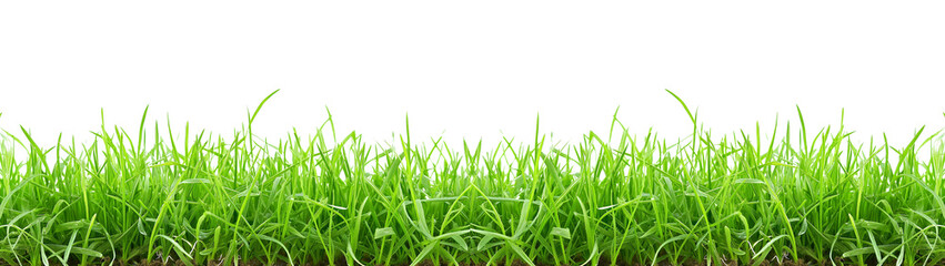 Fototapeta premium Green grass With Transparent Background.