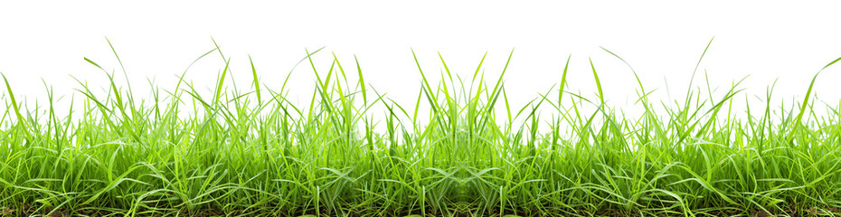 Obraz premium green grass for border on Transparent Background.