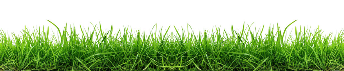 Obraz premium Green Grass display for border on Transparent Background.