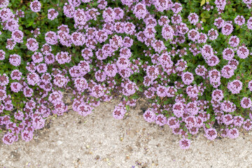 Cushion of lemon thyme in bloom (Thymus pulegioides). Space for your text.
