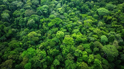 Aerial View of Dense Tropical Rainforest.