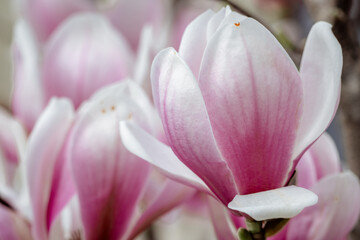 Magnolia Sulanjana flowers with petals in the spring season. beautiful pink magnolia flowers in spring, selective focusing.