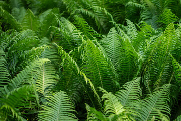 Green fresh wild fern leaves in rainforest, jungle, forest. Bunch of twigs, large number of brackens growing in greenhouse, hothouse. Juicy lush foliage, dense greenery of plant. Eco, ecology concept.