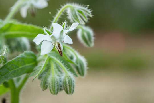 White starflower blossom (Borago officinalis). Copyspace.