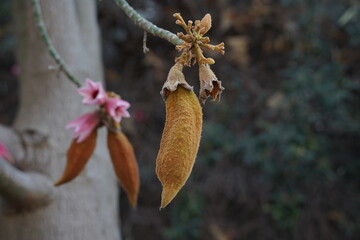 Brush Kurrajong (Brachychiton discolor)Bottle tree seeds closeup