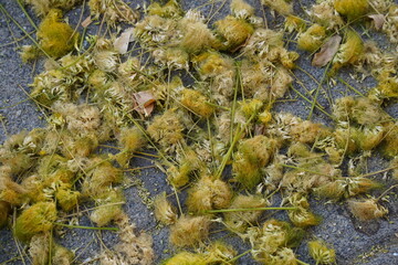 Falling Flowers of Albizia lebbeck. Common names include Siris, Indian siris, East Indian walnut, Broome raintree, lebbek tree, frywood, woman's tongue tree