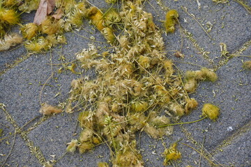 Falling Flowers of Albizia lebbeck. Common names include Siris, Indian siris, East Indian walnut, Broome raintree, lebbek tree, frywood, woman's tongue tree