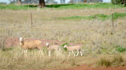 A ewe leads her lambs to the waterhole.