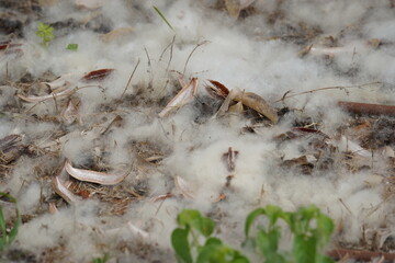 Ceiba Pentandra fruit. Ceiba pentandra is widely used for mattress materials and other uses.