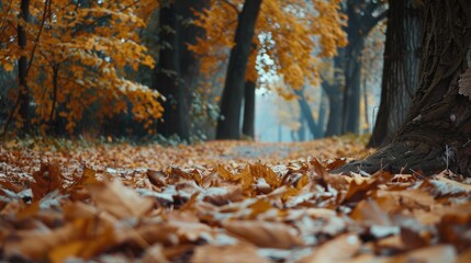 Trees and leaves in the fall