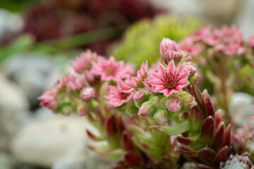 Pink, blooming hen and chicks (Genus Sempervivum).