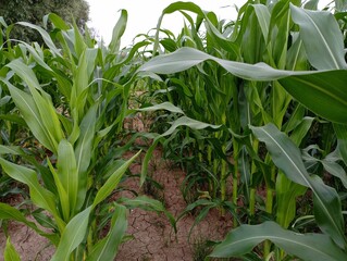 Corn field with green plants on the field. Rows of corn plants in a field under a blue sky. Agricultural backgrounds and textures.
