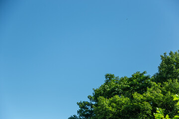 夏の青空と青々とした草木