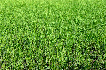 日差しを浴びながら育つ稲