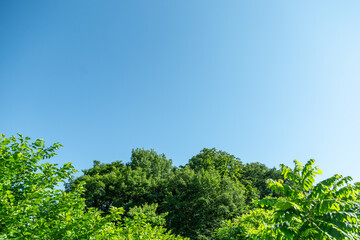 夏の青空と青々とした草木