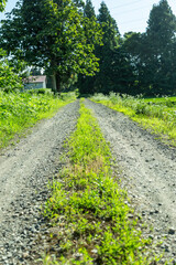 夏の晴れた日の田舎の砂利道
