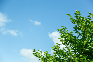 Obraz premium 夏の青空と青々とした草木