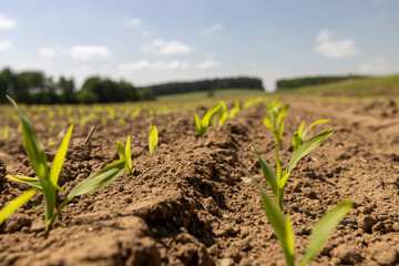 corn sprouts in sunny spring weather