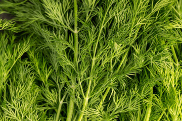 a large amount of green dill to add as spices