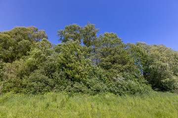 deciduous trees in windy weather in swaying foliage
