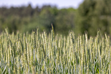 Fototapeta premium agriculture in the summer with a lot of green cereals