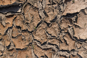 cracked soil in a field during a drought