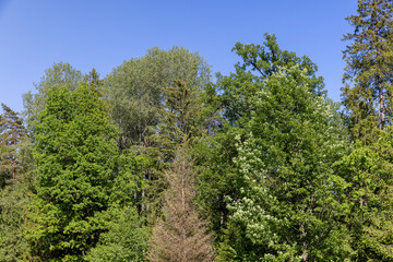 trees in sunny weather against a blue sky background