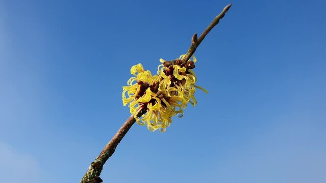 Hamamelis (witch hazel) a winter spring flowering tree shrub plant which has a highly fragrant springtime yellow flower and leafless when in bloom, stock video gardening footage clip