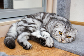 portrait of a gray tabby Scottish fold cat lying on the floor