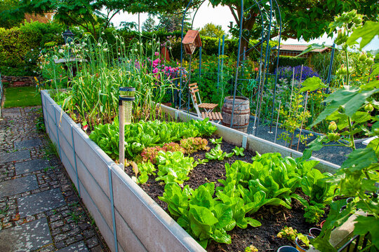 Residential garden, private vegetable garden. Landscape design in home garden, beautiful landscaping in backyard with raised bed with vegetables plants in springtime. home garden.