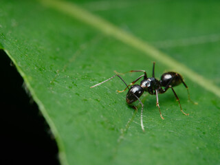 Camponotus japonicus