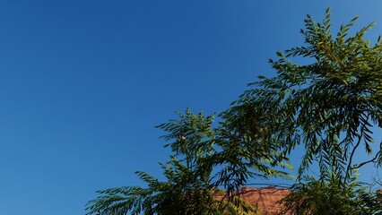 Green leaves on a blue sky background as an empty area for content material