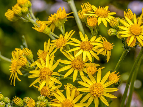Common ragwort flowers in blossom