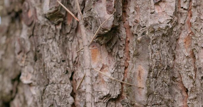 The European stick insect (Bacillus rossius) on a pine tree