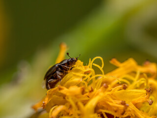 Common pollen beetle feeding