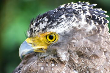 鋭い眼光で睨むカンムリワシ