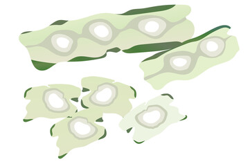 A group of moringa seed isolated on transparency background