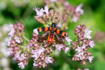 Close up of bee beetle (Trichodes apiarius) sitting on oregano (wild majoran) blossom spreading his wings