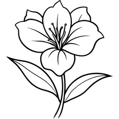  Line art of Evening Primrose flower 