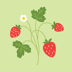 Strawberry illustration. Vector print. Hand drawn berries, strawberry flower and leaves.