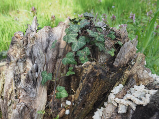 ivy plant growing on tree stump