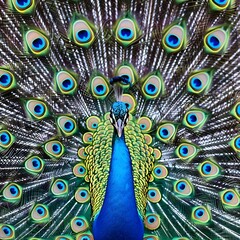 Obraz premium Majestic Peacock Displaying its Plumage
