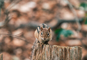 squirrel on a tree