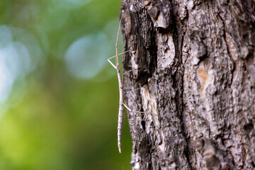 The European stick insect (Bacillus rossius) on a pine tree