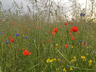 Multicolored blooming summer meadow after the rain in sunset light. Field poppy (Papaver rhoeas), cornflower (Centaurea cyanus) and other flowers.