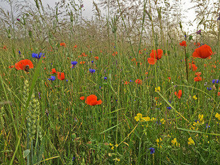 Multicolored blooming summer meadow after the rain in sunset light. Field poppy (Papaver rhoeas), cornflower (Centaurea cyanus) and other flowers.