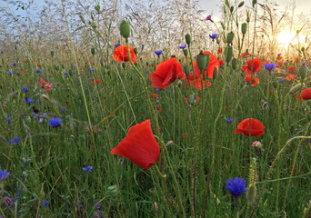 Obraz premium Multicolored blooming summer meadow after the rain in sunset light. Field poppy (Papaver rhoeas), cornflower (Centaurea cyanus) and other flowers.