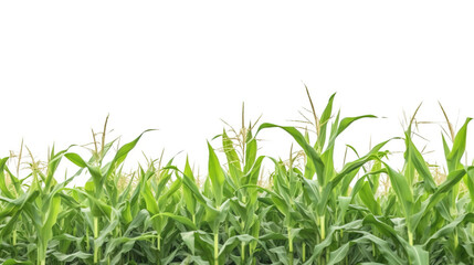 Fototapeta premium Corn field on a white background, isolate, natural product. AI generated.