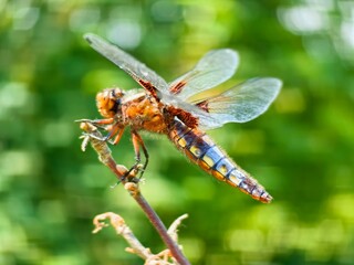 dragonfly on a branch