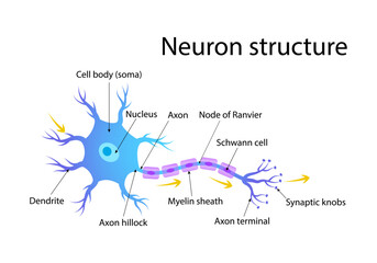 Detailed Illustration of Neuron Structure with Labeled Parts in a Colorful Diagram Vector Illustration for Educational Use